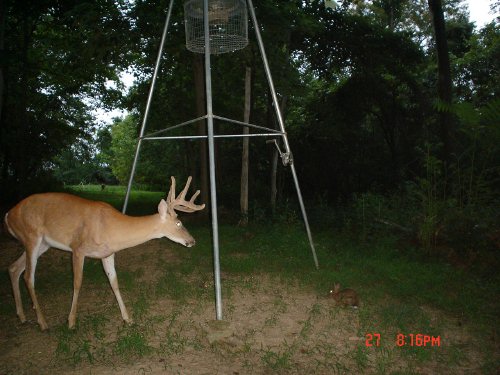 10 point buck