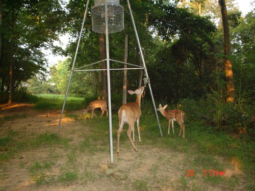 Whitetail doe and fawns