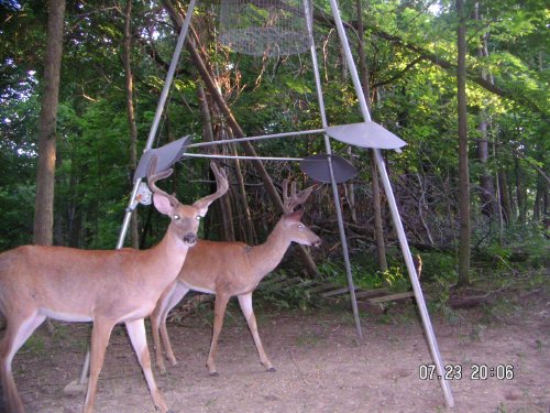 Odd antlered deer