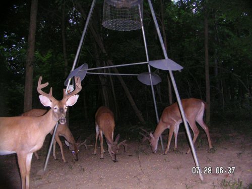 eight point buck