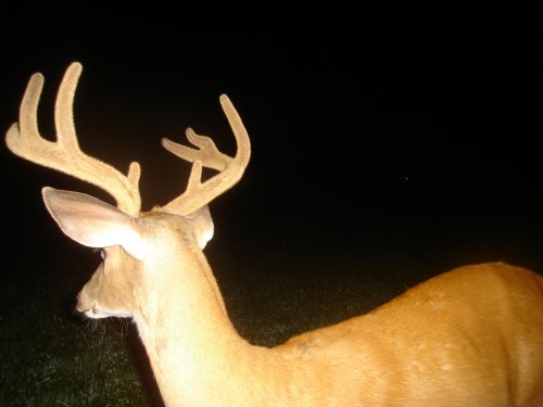 EIght point with bent antler