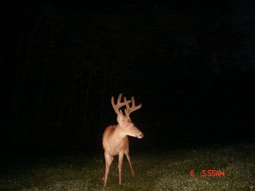 Eight point buck