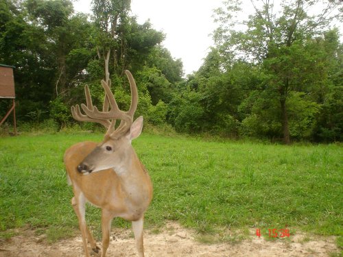 Ten Point buck