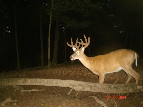 Nine point buck