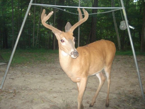 Six point buck