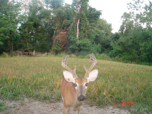 Small eight point buck