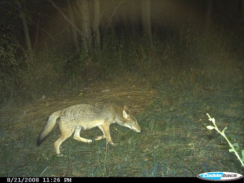August coyote picture