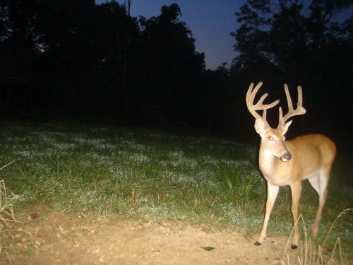 9 point buck