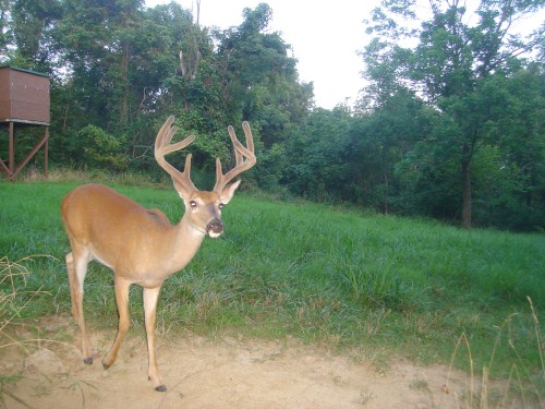 Nine point buck