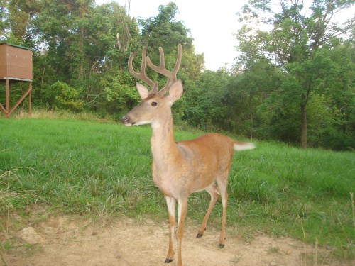 Seven point buck