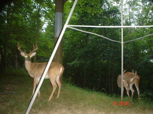 two big whitetail bucks