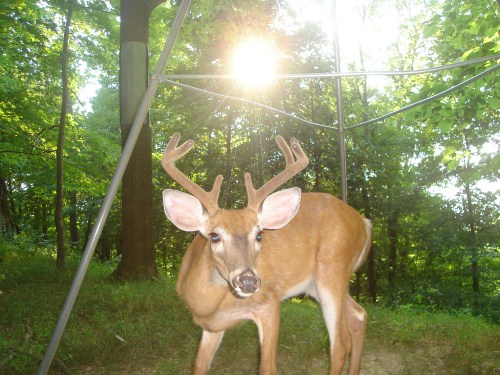 Young eight point buck