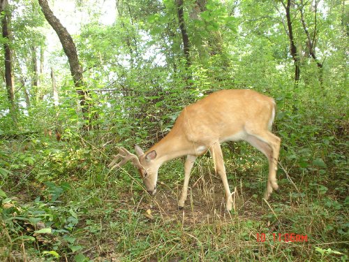 7 point buck