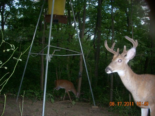 Small eight point buck