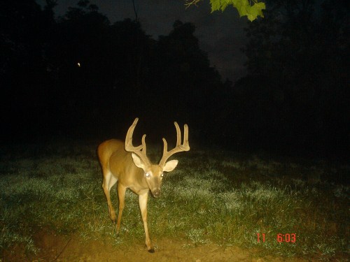 ten point buck