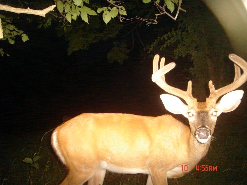 Eight point buck in velvet