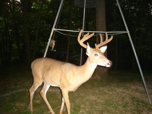 Buck with a bent antler