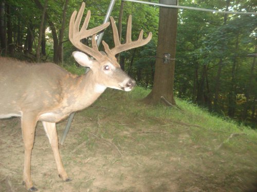 BIg Ten Point Buck