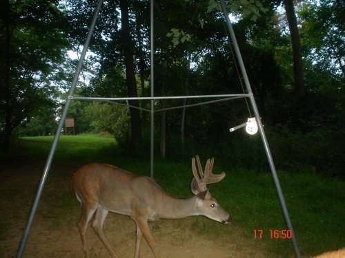 Eight point buck