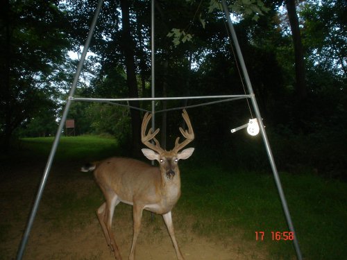 Ten point whitetail buck