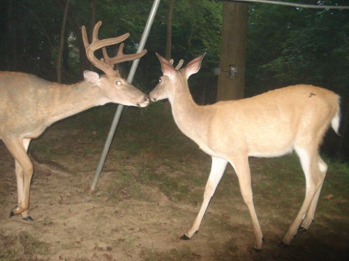 Two whitetail bucks