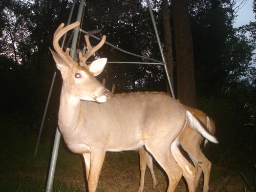 Six point buck