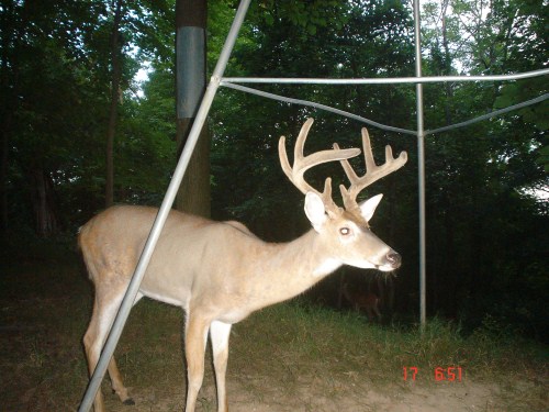 9 point buck