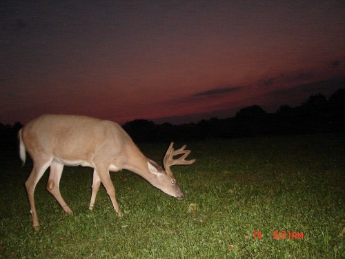 August 28 Whitetail Pictures