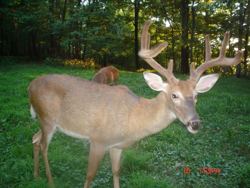 Eight point buck