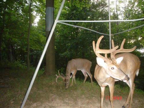 Two whitetail bucks