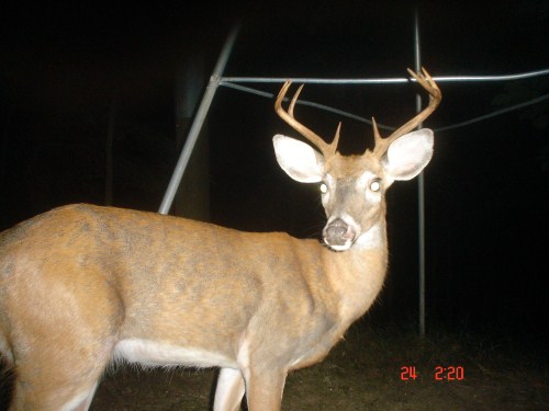 First buck to shed velvet