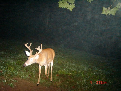 8 point whitetail buck