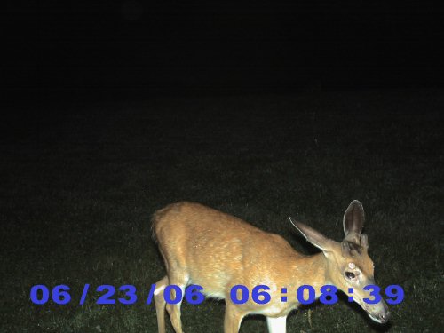 Buck with growths on its face