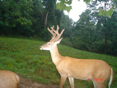 Eight point buck with velvet antlers