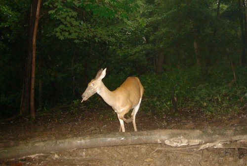 Muddy faced deer