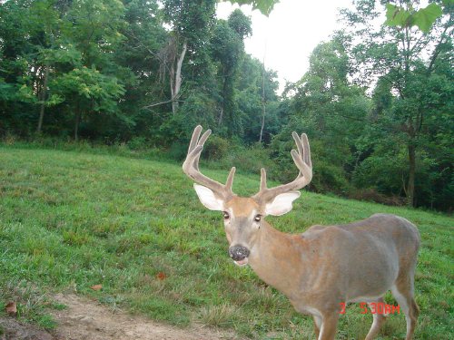 Nine point buck in velvet