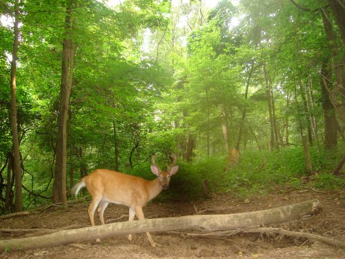 Seven point buck in velvet