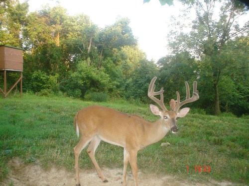 Big ten point buck