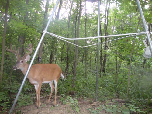 Eight point buck