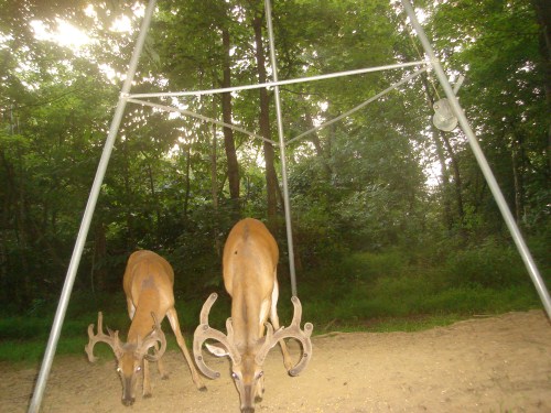 Two velvet antlered bucks