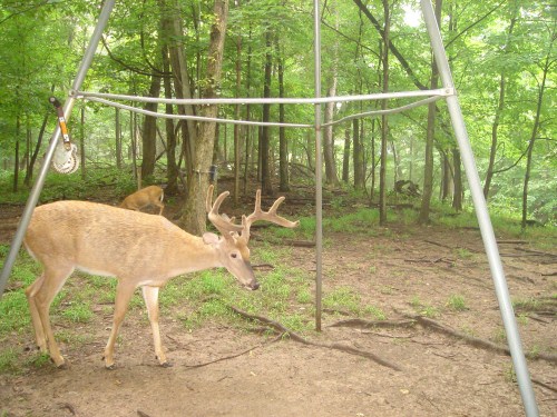 Eight point buck in velvet