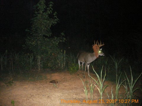 Baling twine buck