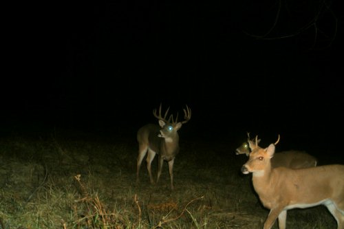 Barksdale Buck