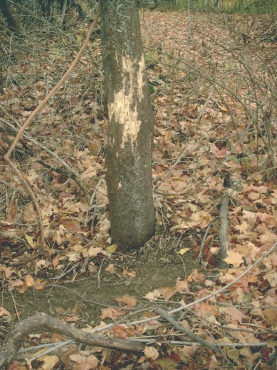 Black bear claw marks