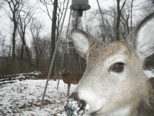 Deer picture taken with a Bigfoot SLE