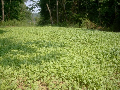 Biologic Maximum Food Plot