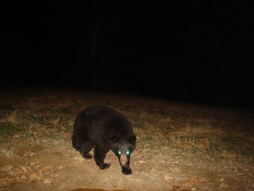 Black bear picture