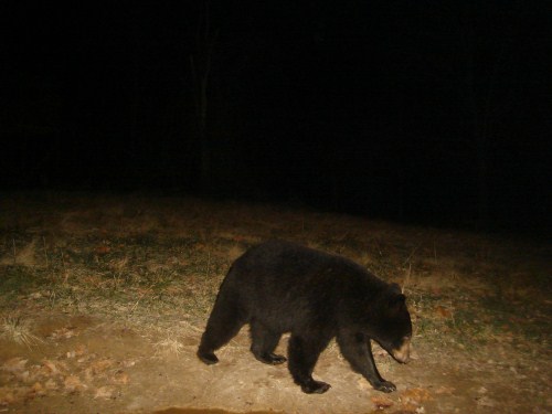 2010 black bear picture