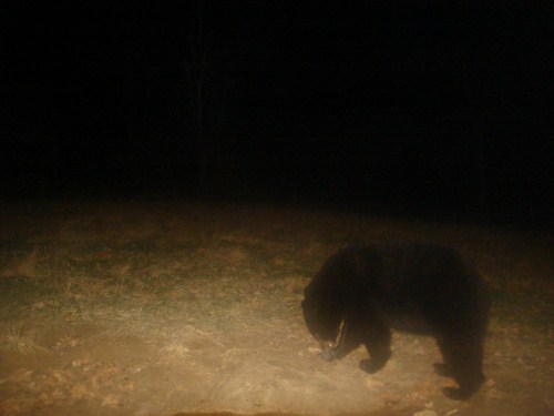 Bear picture