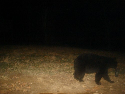 2010 black bear picture